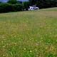 Semi-improved Mesotropic Grassland, Roadside Verges and Roundabouts