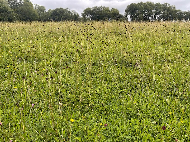 Semi-improved Mesotropic Grassland, Roadside Verges and Roundabouts - © Charles Hipkin