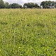 Semi-improved Mesotropic Grassland, Roadside Verges and Roundabouts