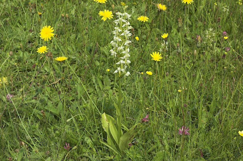 Semi-improved Mesotropic Grassland, Roadside Verges and Roundabouts - © Charles Hipkin