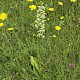 Semi-improved Mesotropic Grassland, Roadside Verges and Roundabouts