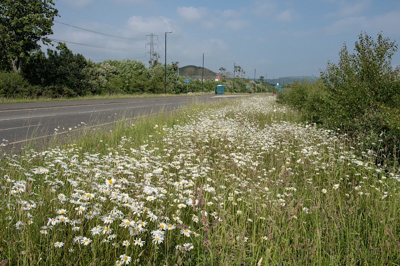 Semi-improved Mesotropic Grassland, Roadside Verges and Roundabouts - © Charles Hipkin