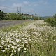 Semi-improved Mesotropic Grassland, Roadside Verges and Roundabouts