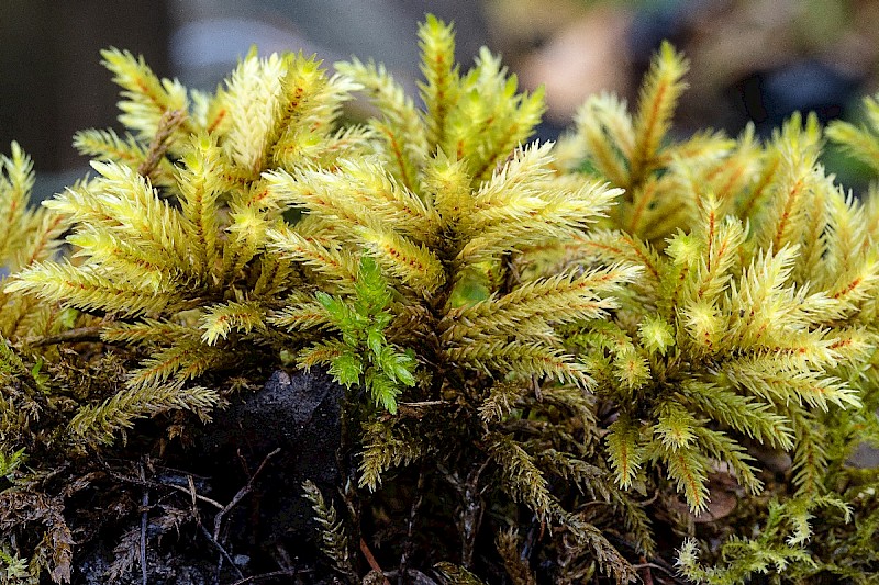 Climacium dendroides - © Charles Hipkin