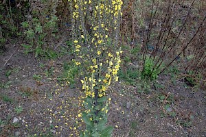 Verbascum pulverulentum Hoary Mullein