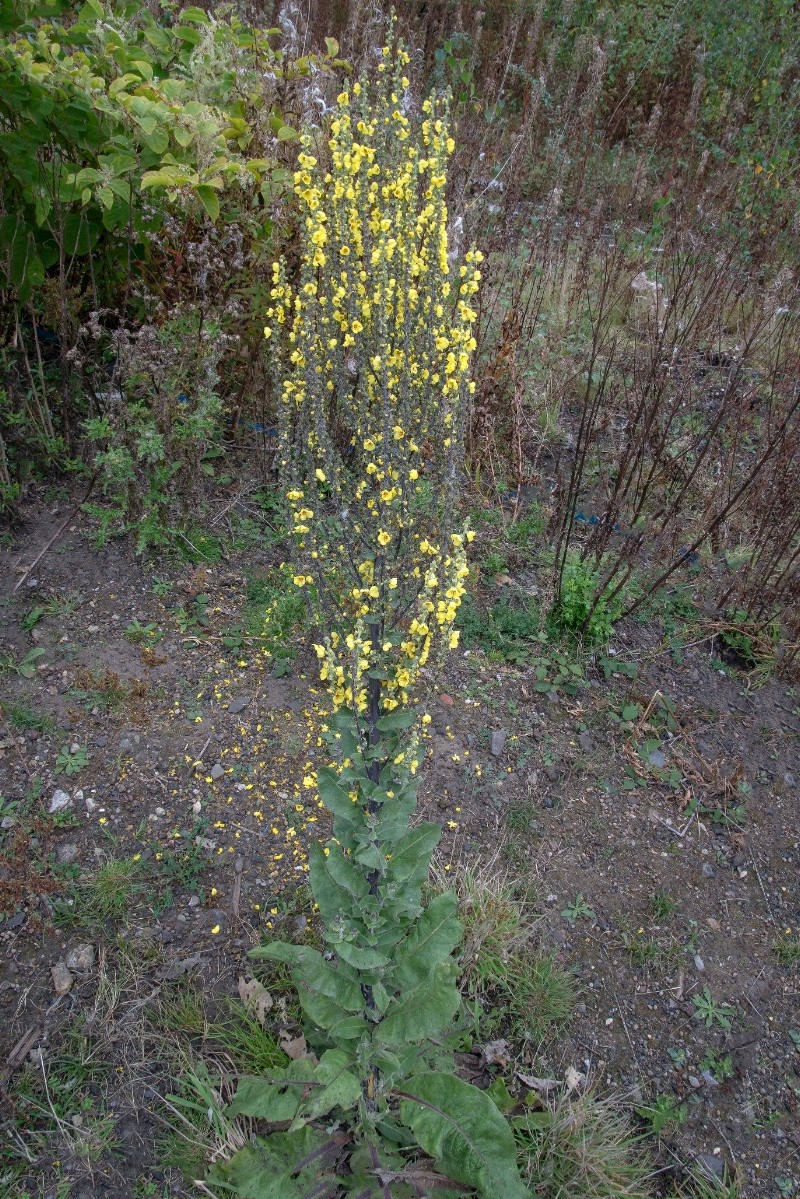 Verbascum pulverulentum - © Charles Hipkin