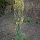 Verbascum pulverulentum