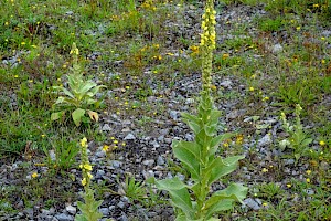 Verbascum thapsus Great Mullein