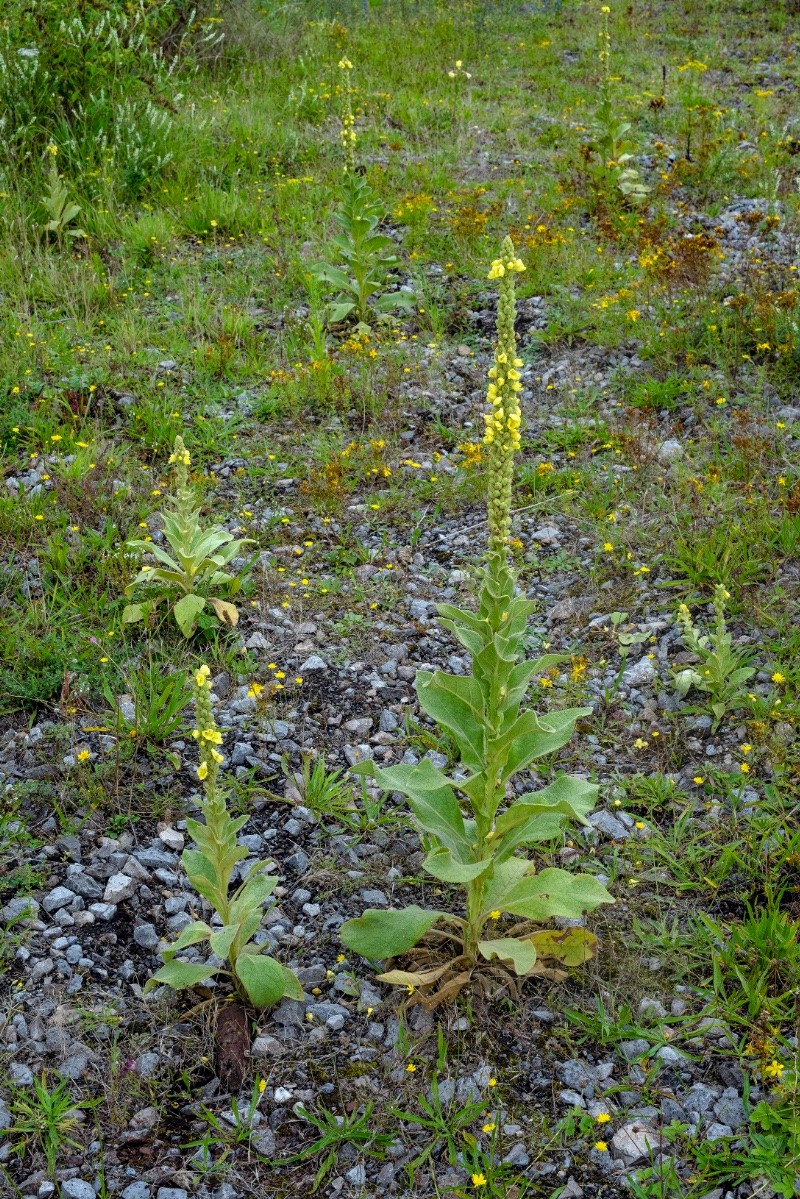 Verbascum thapsus - © Charles Hipkin