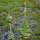 Verbascum thapsus