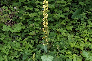 Verbascum nigrum Dark Mullein