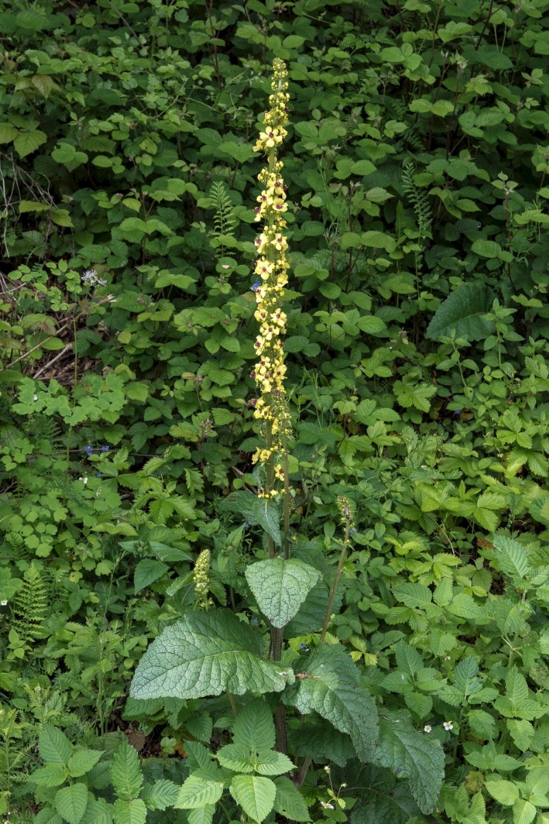 Verbascum nigrum - © Charles Hipkin