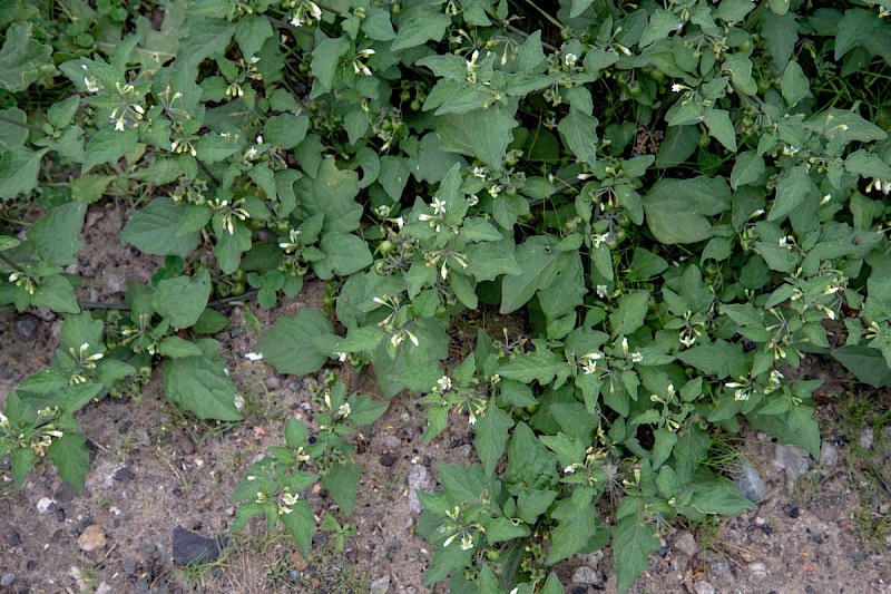 Solanum nigrum - © Charles Hipkin