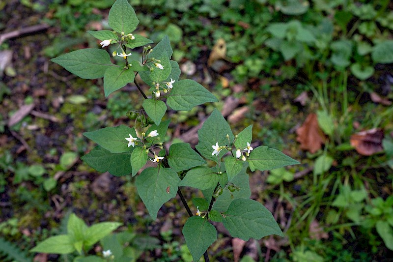 Solanum nigrum - © Charles Hipkin