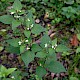 Solanum nigrum