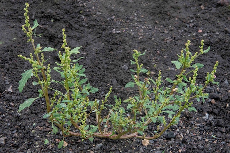 Chenopodium glaucum - © Charles Hipkin