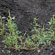 Chenopodium glaucum