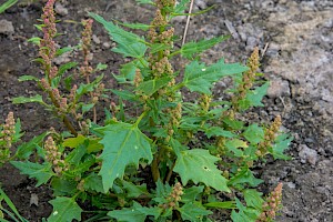 Chenopodium rubrum Red Goosefoot