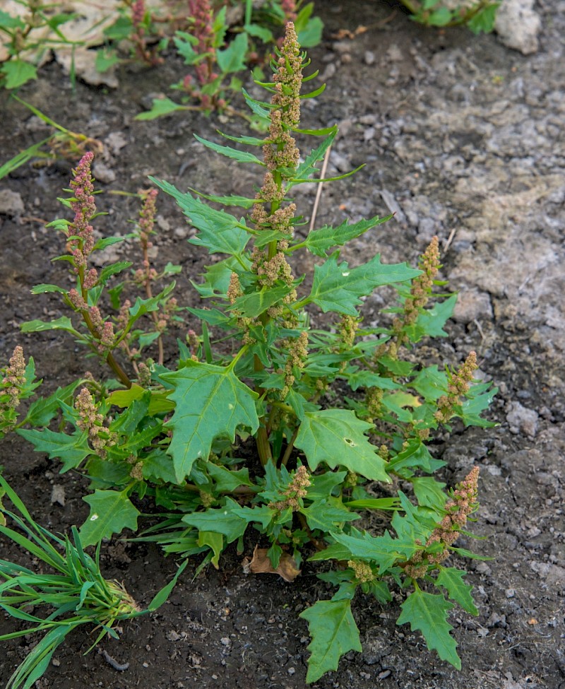 Chenopodium rubrum - © Charles Hipkin