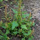 Chenopodium rubrum