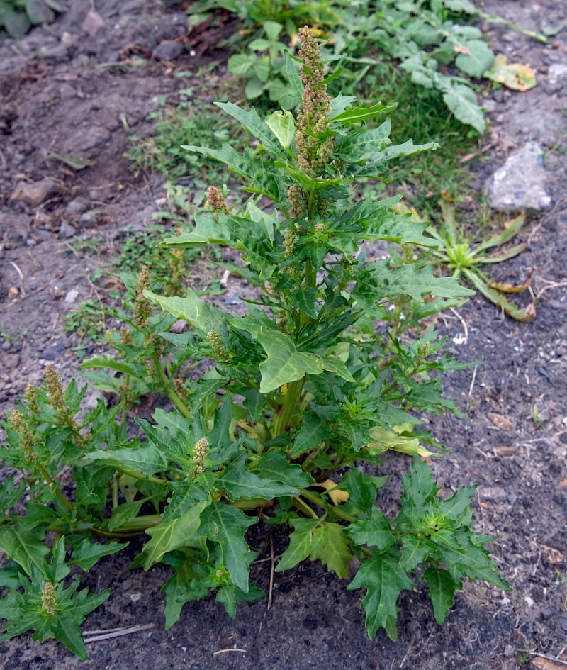 Chenopodium rubrum - © Charles Hipkin