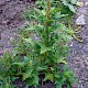 Chenopodium rubrum