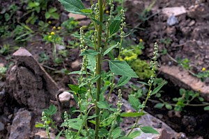 Chenopodium album Fat-hen