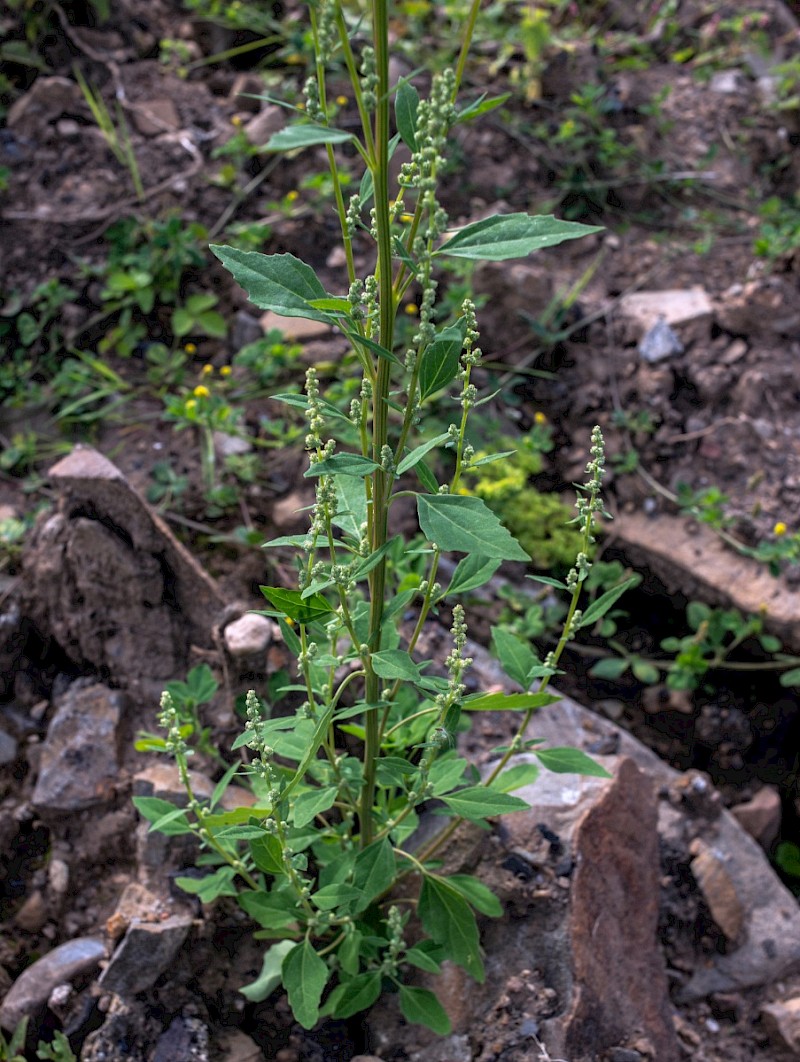 Chenopodium album - © Charles Hipkin