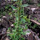 Chenopodium album