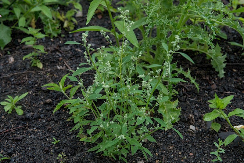 Atriplex patula - © Charles Hipkin