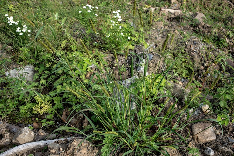 Setaria viridis - © Charles Hipkin