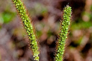 Setaria viridis Green Bristle-grass