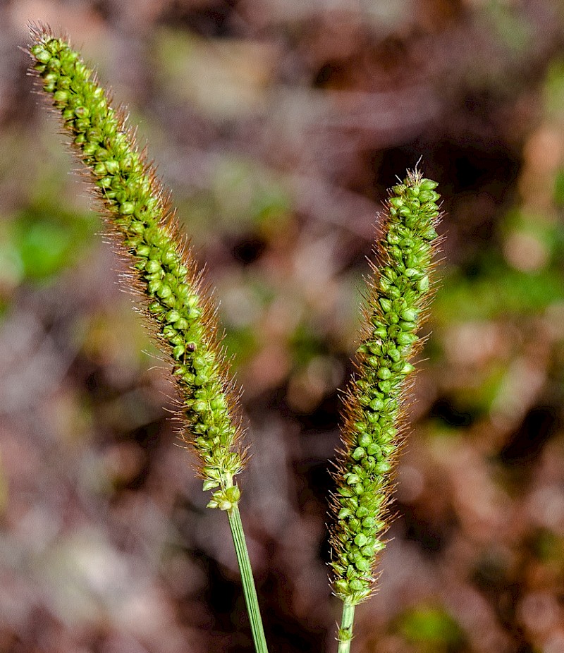 Setaria viridis - © Charles Hipkin