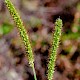 Setaria viridis