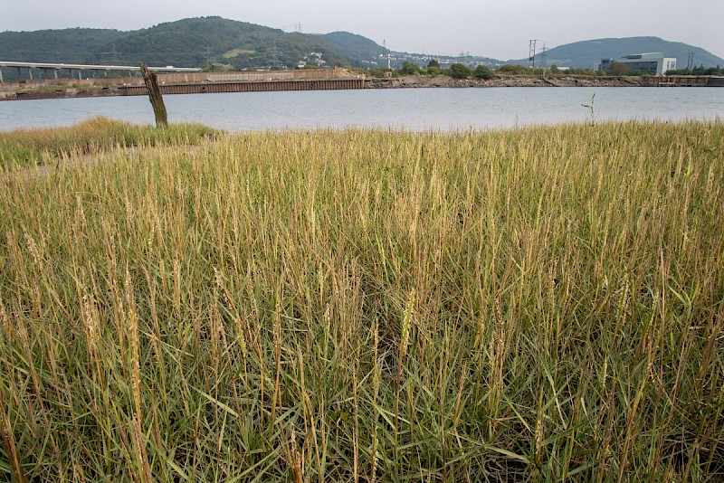 Spartina anglica - © Charles Hipkin