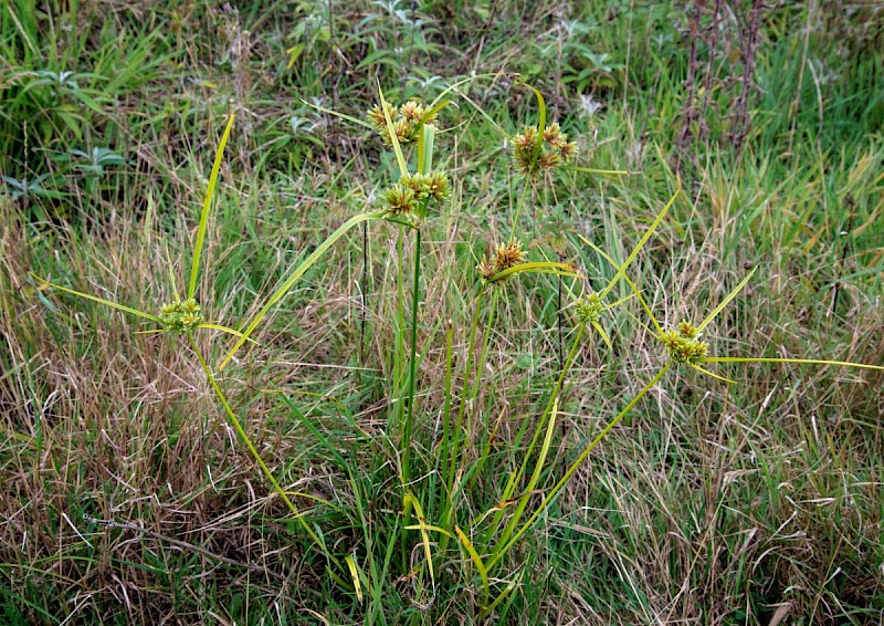 Cyperus eragrostis - © Charles Hipkin