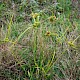 Cyperus eragrostis