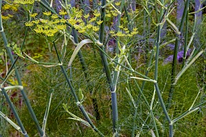 Foeniculum vulgare Fennel