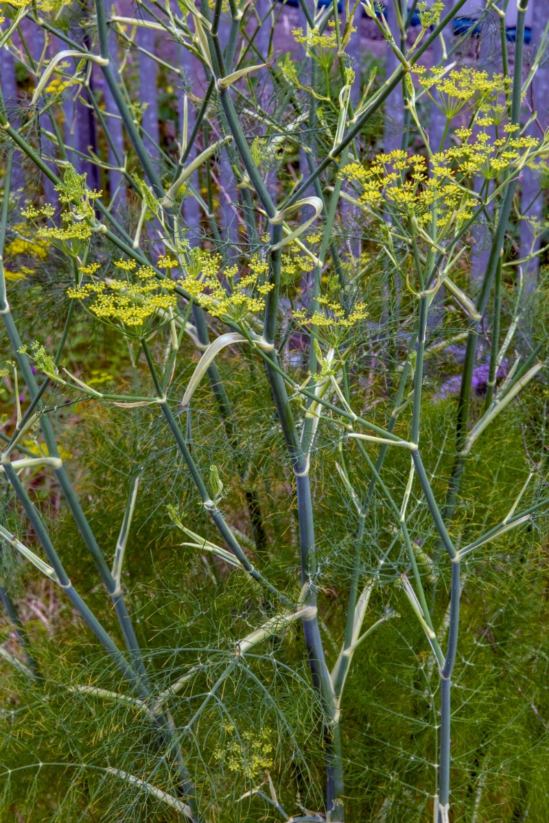 Foeniculum vulgare - © Charles Hipkin