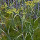 Foeniculum vulgare