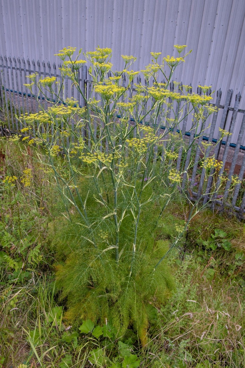 Foeniculum vulgare - © Charles Hipkin