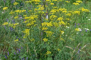 Pastinaca sativa subsp. sylvestris Wild Parsnip