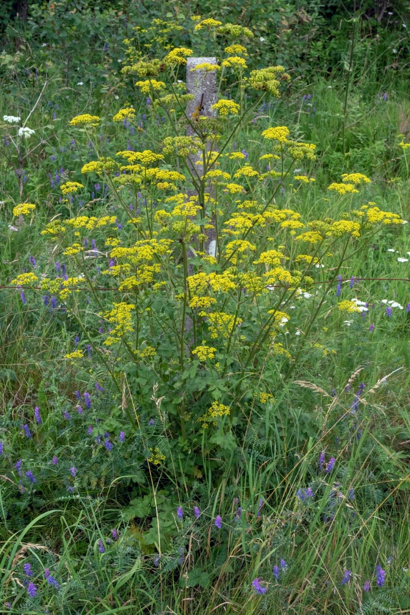 Pastinaca sativa subsp. sylvestris - © Charles Hipkin