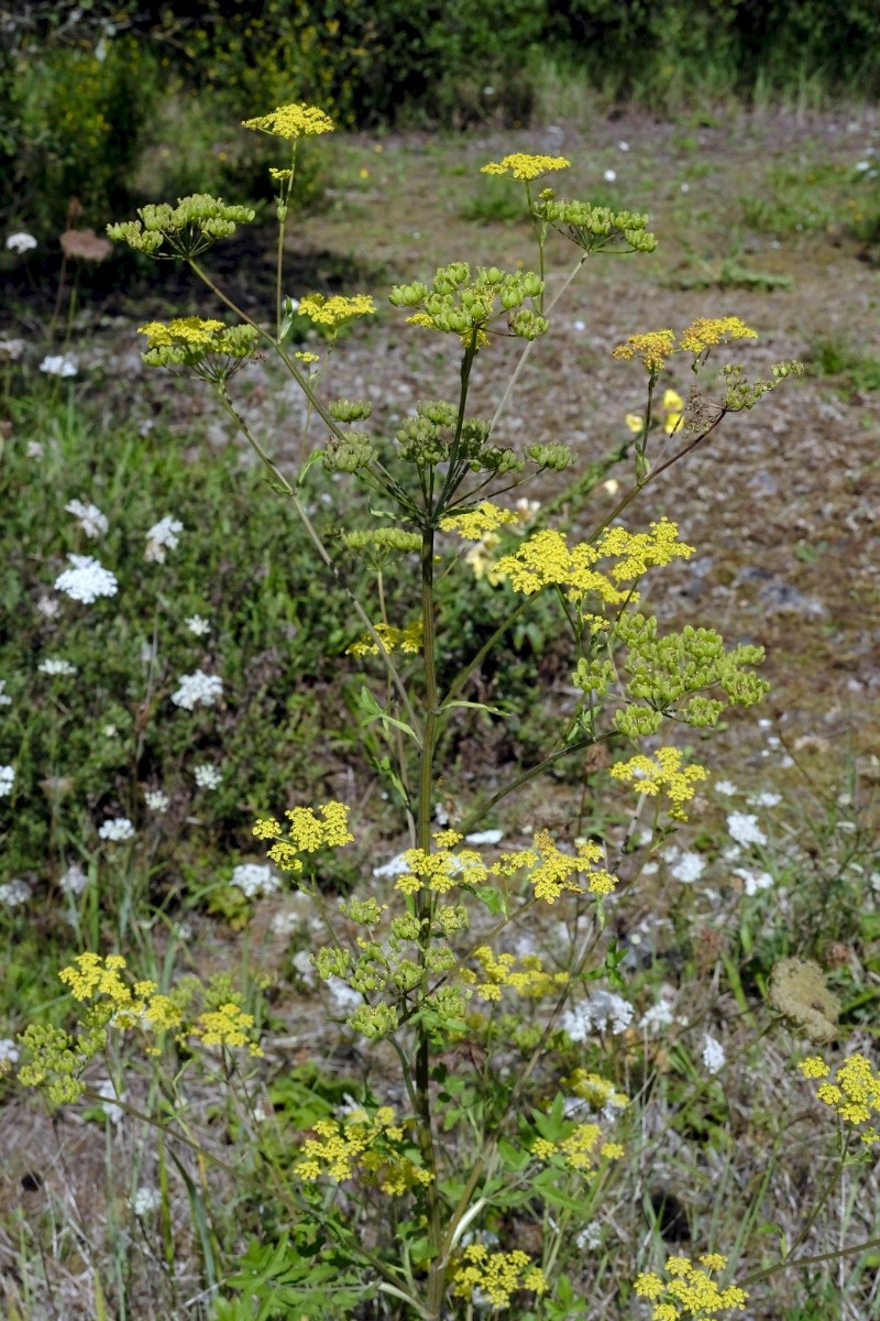 Pastinaca sativa subsp. sylvestris - © Charles Hipkin