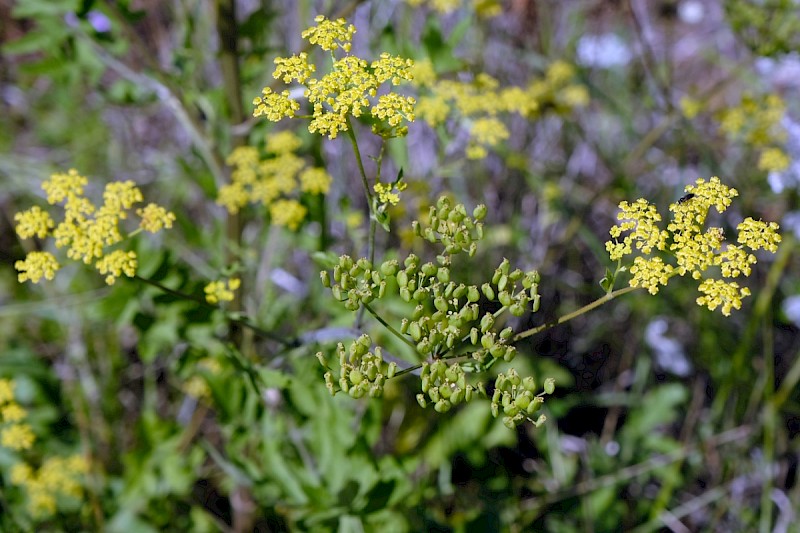 Pastinaca sativa subsp. sylvestris - © Charles Hipkin