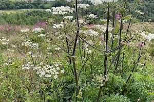 Heracleum sphondylium Hogweed