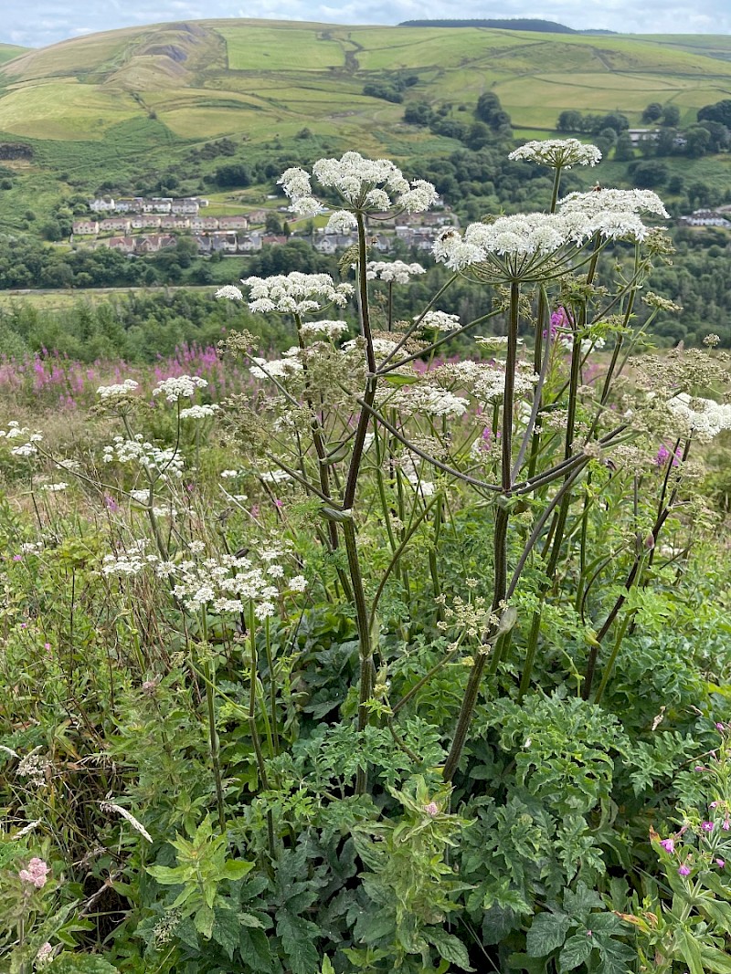 Heracleum sphondylium - © Charles Hipkin