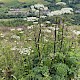 Heracleum sphondylium