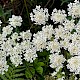 Heracleum sphondylium