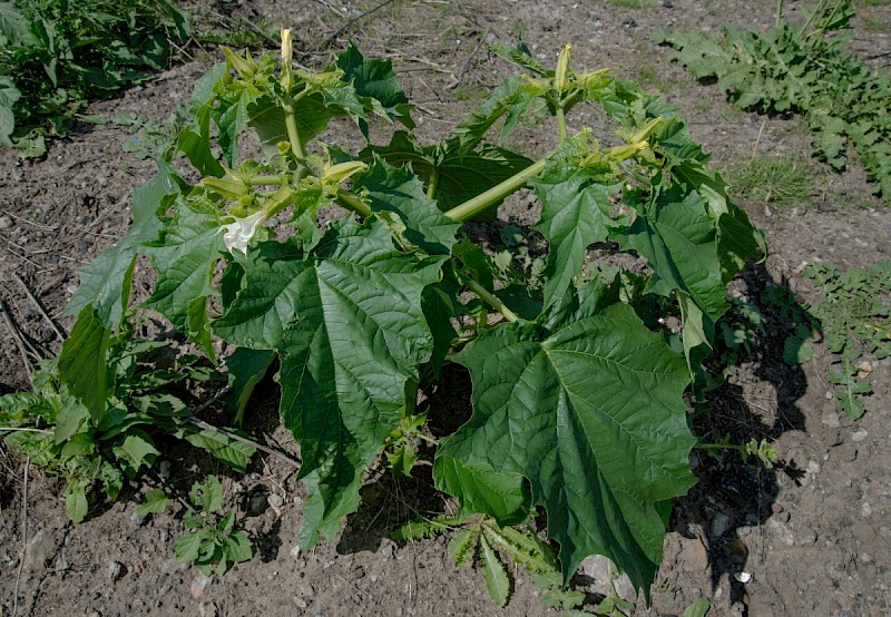 Datura stramonium - © Charles Hipkin